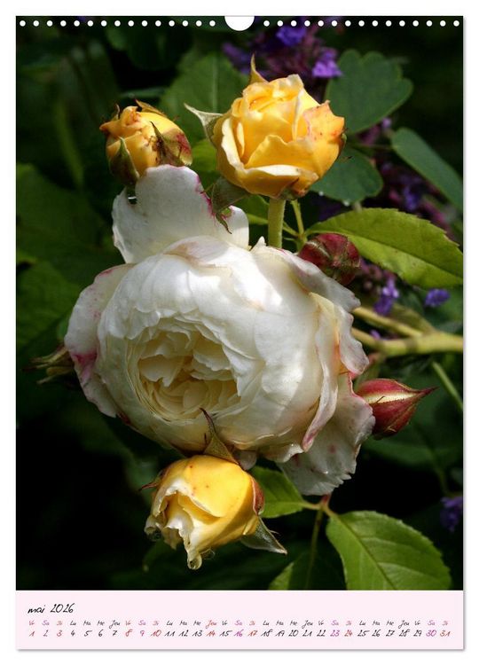 Produktbild: Une f&ecirc;te des roses (Calendrier mural 2026 DIN A3 horizontal), CALVENDO calendrier mensuel