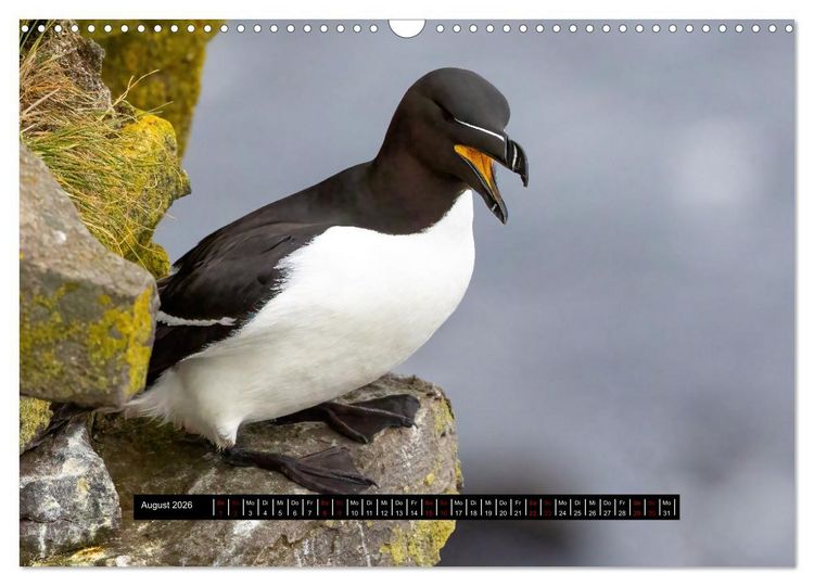 Produktbild: V&ouml;gel auf Island (Wandkalender 2026 DIN A3 quer), CALVENDO Monatskalender