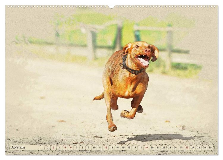 Produktbild: Magyar Vizsla 2026 (hochwertiger Premium Wandkalender 2026 DIN A2 quer), Kunstdruck in Hochglanz
