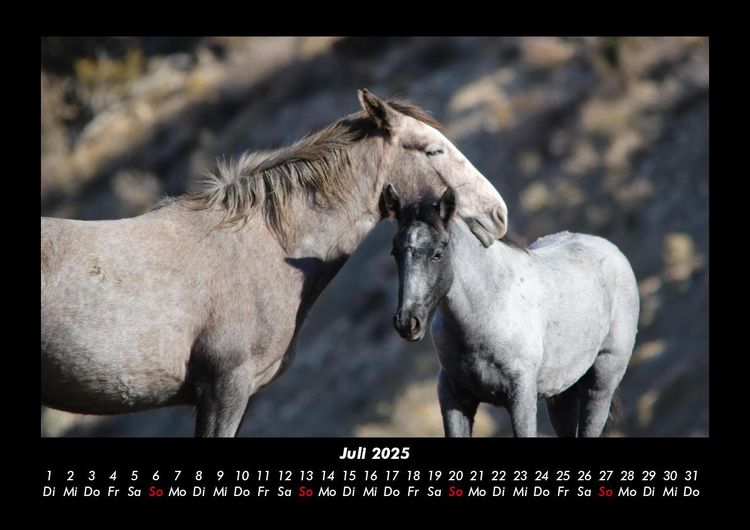 Produktbild: Die Welt der Pferde 2025 Fotokalender DIN A3