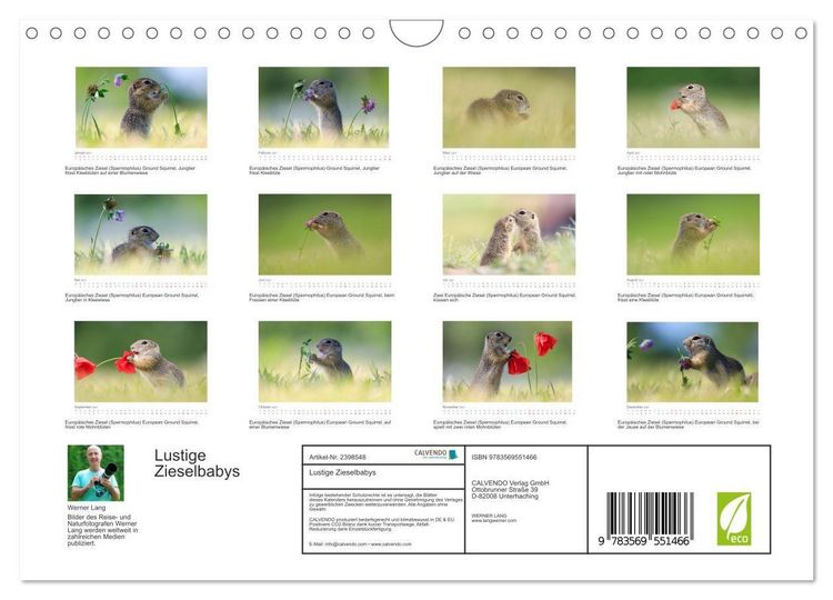 Produktbild: Lustige Zieselbabys (Wandkalender 2027 DIN A4 quer), CALVENDO Monatskalender