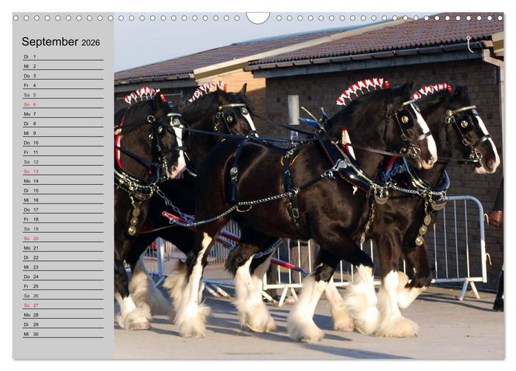 Produktbild: Das Shire Horse. Impressionen (Wandkalender 2026 DIN A3 quer), CALVENDO Monatskalender