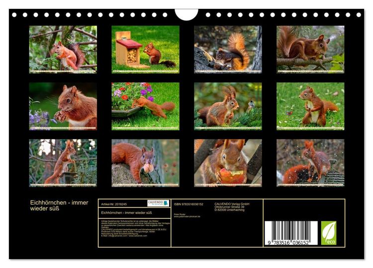 Produktbild: Eichh&ouml;rnchen - immer wieder s&uuml;&szlig; (Wandkalender 2026 DIN A4 quer), CALVENDO Monatskalender