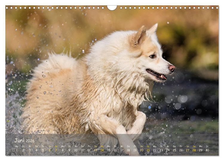 Produktbild: Mein isl&auml;ndischer Wasserhund (Wandkalender 2026 DIN A3 quer), CALVENDO Monatskalender