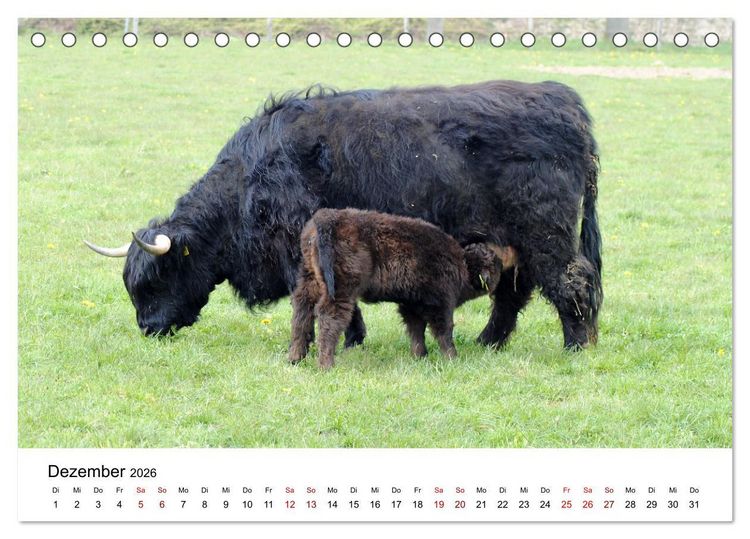 Produktbild: Die Schottischen Hochlandrinder und ihr Nachwuchs (Tischkalender 2026 DIN A5 quer), CALVENDO Monatskalender
