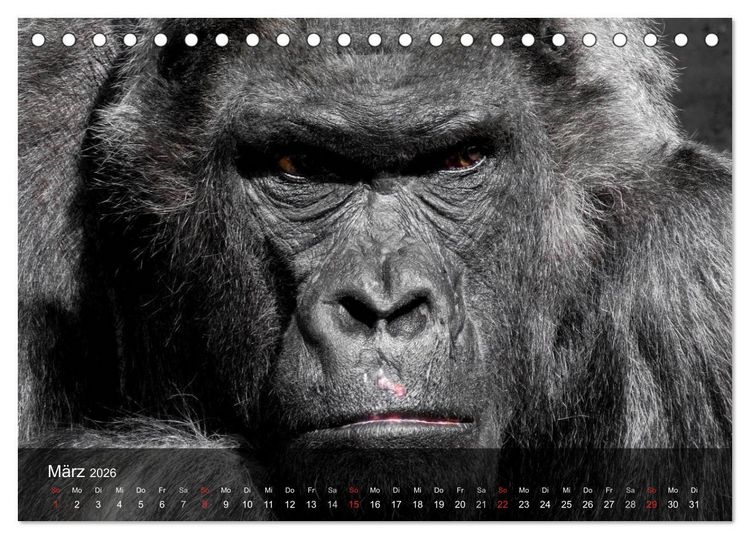 Produktbild: Gorillas. Friedliebende Kraftpakete (Tischkalender 2026 DIN A5 quer), CALVENDO Monatskalender