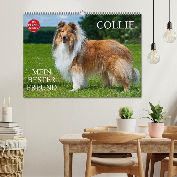 Produktbild: Collie - Mein bester Freund (Wandkalender 2026 DIN A2 quer), CALVENDO Monatskalender