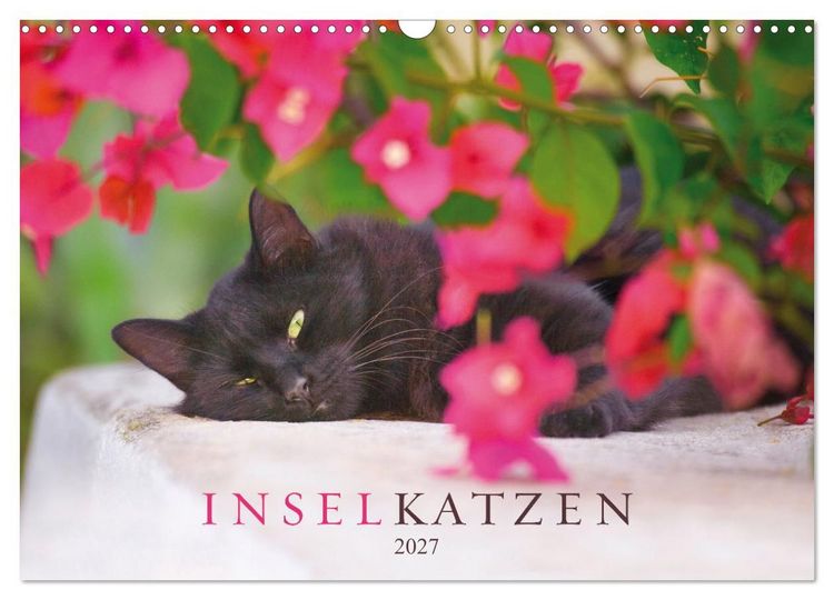 Produktbild: Inselkatzen (Wandkalender 2027 DIN A3 quer), CALVENDO Monatskalender