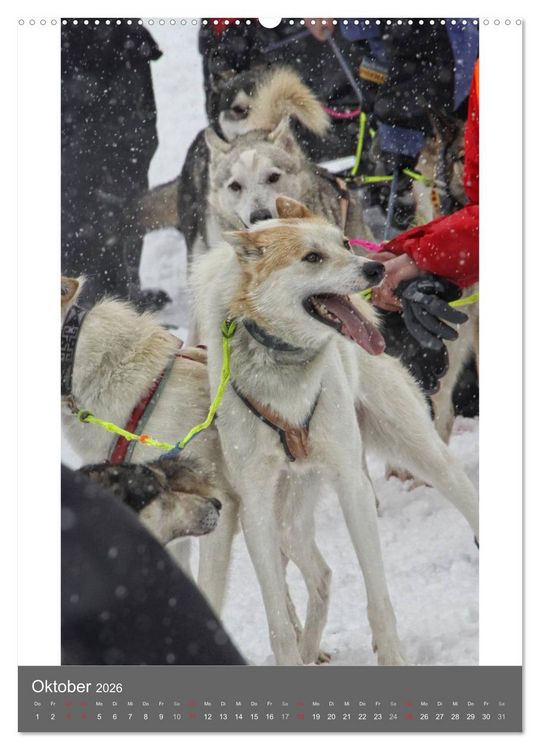 Produktbild: Huskies - Portraits im Schnee (hochwertiger Premium Wandkalender 2026 DIN A2 hoch), Kunstdruck in Hochglanz