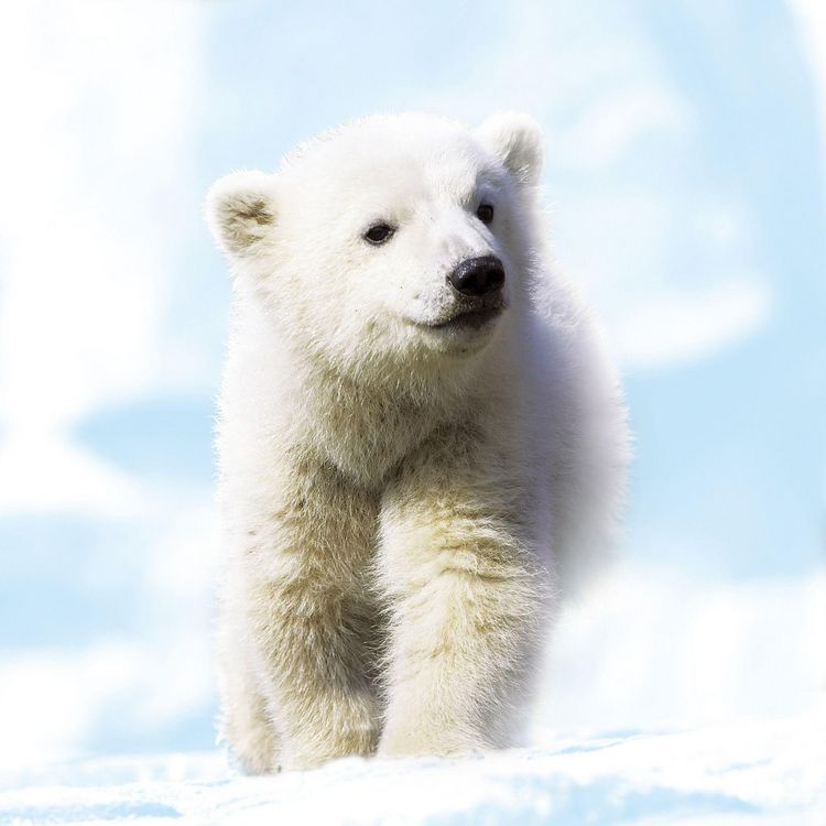 Produktbild: Tierbabys / Baby Animals 2027