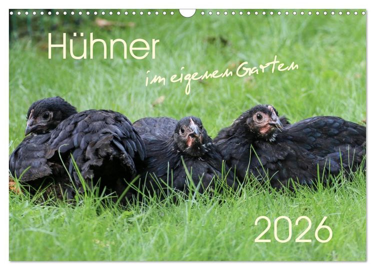 Produktbild: H&uuml;hner im eigenen Garten (Wandkalender 2026 DIN A3 quer), CALVENDO Monatskalender