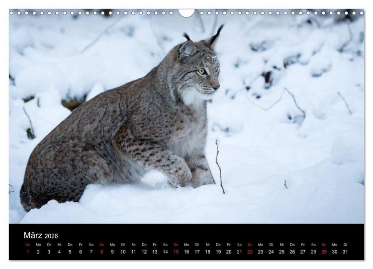 Produktbild: Luchse - Europas gr&ouml;&szlig;te Katzen (Wandkalender 2026 DIN A3 quer), CALVENDO Monatskalender