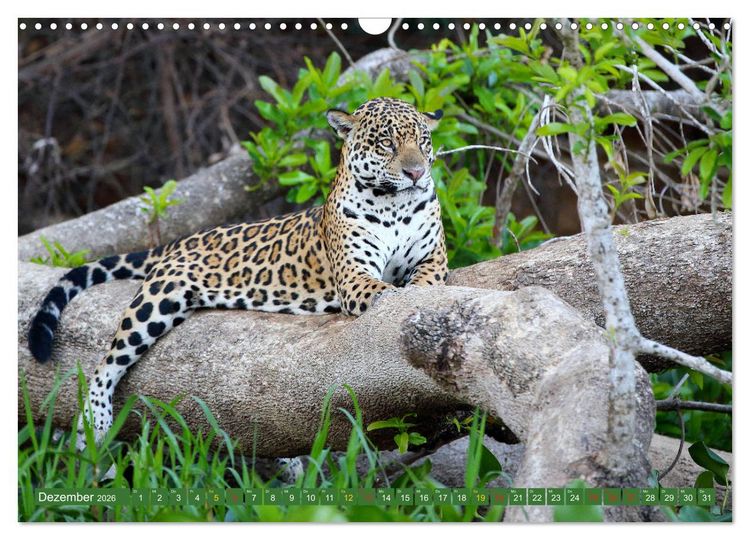 Produktbild: Jaguare im Pantanal (Wandkalender 2026 DIN A3 quer), CALVENDO Monatskalender