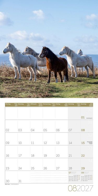 Produktbild: Pferde Kalender 2027 - 30x30 - Art12