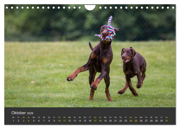 Produktbild: Dobermann 2026 (Wandkalender 2026 DIN A4 quer), CALVENDO Monatskalender