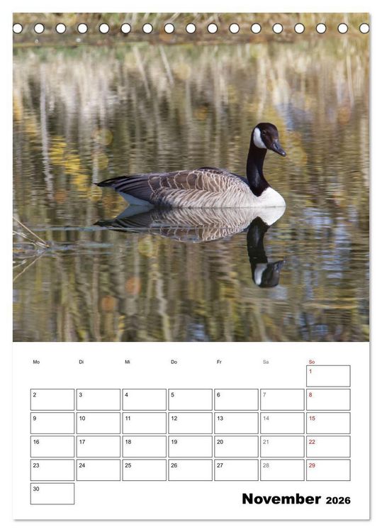 Produktbild: G&auml;nse, geliebte Wasserv&ouml;gel (Tischkalender 2026 DIN A5 hoch), CALVENDO Monatskalender