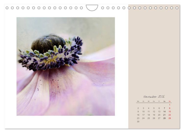 Produktbild: Bl&uuml;tentr&auml;ume (Wandkalender 2026 DIN A4 quer), CALVENDO Monatskalender