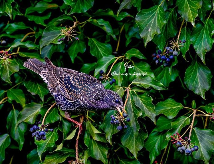 Produktbild: Unsere Gartenv&ouml;gel 2027