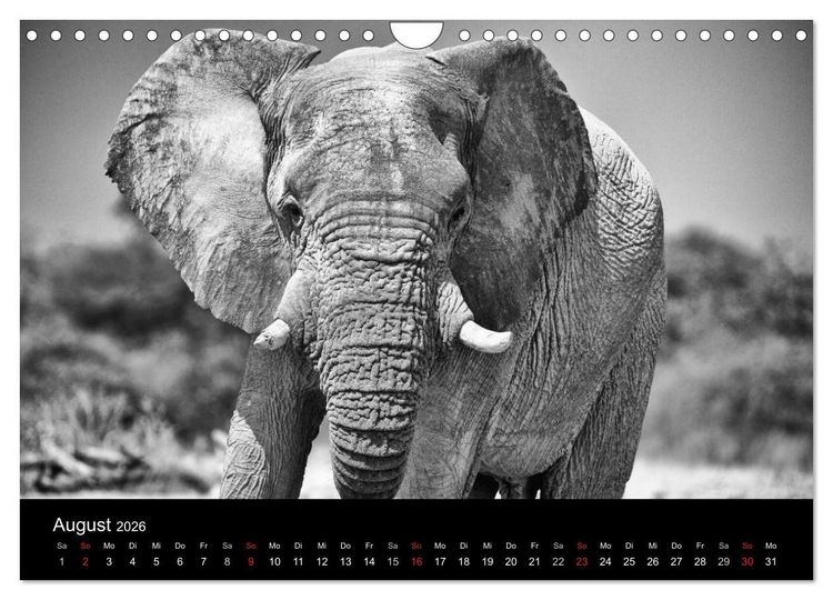 Produktbild: Elefanten Schwarz - Weiss (Wandkalender 2026 DIN A4 quer), CALVENDO Monatskalender