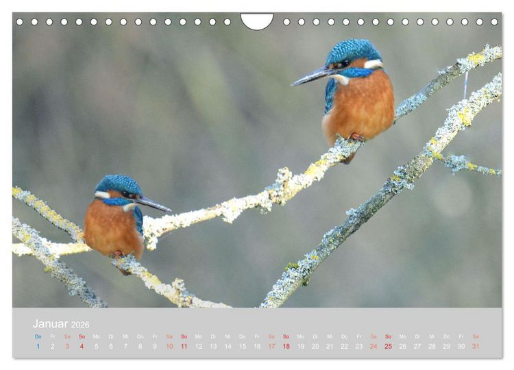 Produktbild: Der Eisvogel, ein Juwel der Natur (Wandkalender 2026 DIN A4 quer), CALVENDO Monatskalender