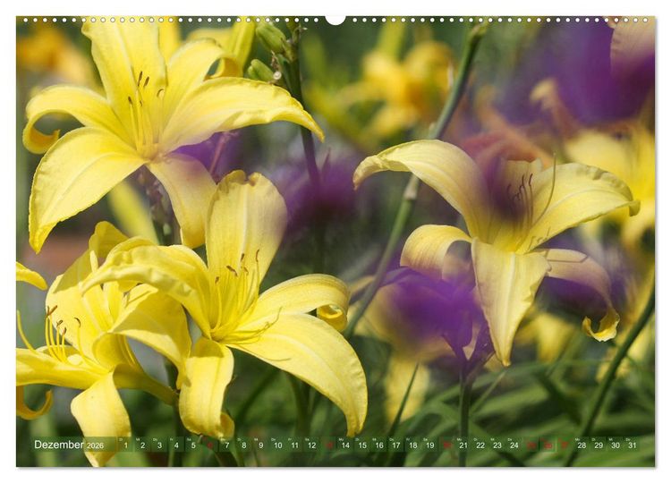 Produktbild: Taglilien im Garten (Wandkalender 2026 DIN A2 quer), CALVENDO Monatskalender
