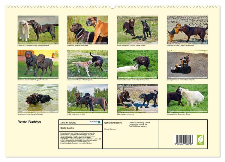 Produktbild: Beste Buddys (hochwertiger Premium Wandkalender 2026 DIN A2 quer), Kunstdruck in Hochglanz
