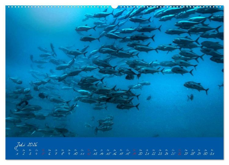 Produktbild: Meer sehen - Abenteuer Tauchen (Wandkalender 2026 DIN A2 quer), CALVENDO Monatskalender