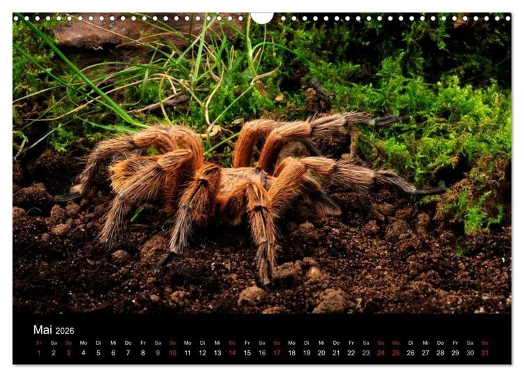 Produktbild: Vogelspinnen - Tarantulas (Wandkalender 2026 DIN A3 quer), CALVENDO Monatskalender