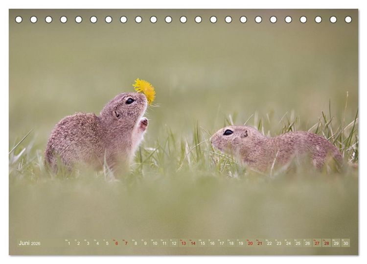 Produktbild: Zauberhafte Ziesel (Tischkalender 2026 DIN A5 quer), CALVENDO Monatskalender