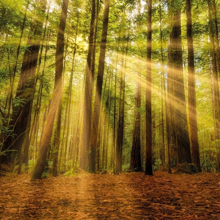 Produktbild: Unser Wald / Forest Nature 2027