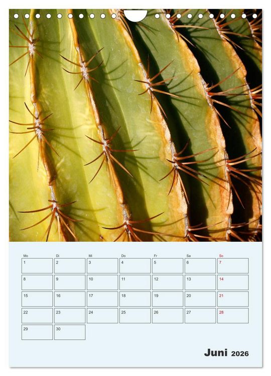Produktbild: Wehrhafte Sukkulenten (Wandkalender 2026 DIN A4 hoch), CALVENDO Monatskalender