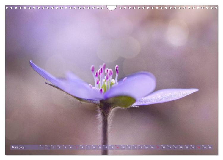 Produktbild: Natursch&ouml;nheiten - mit Bl&uuml;ten und Pflanzen durch das Jahr (Wandkalender 2026 DIN A3 quer), CALVENDO Monatskalender