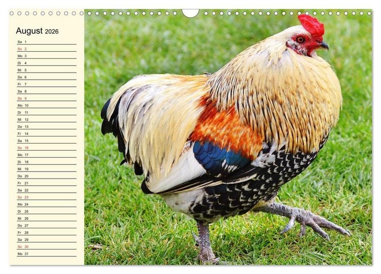Produktbild: H&uuml;hner. Intelligent, sch&ouml;n und faszinierend (Wandkalender 2026 DIN A3 quer), CALVENDO Monatskalender