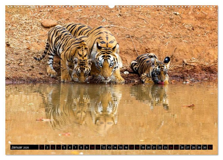 Produktbild: Indien - Im Reich des Tigers (Wandkalender 2026 DIN A2 quer), CALVENDO Monatskalender