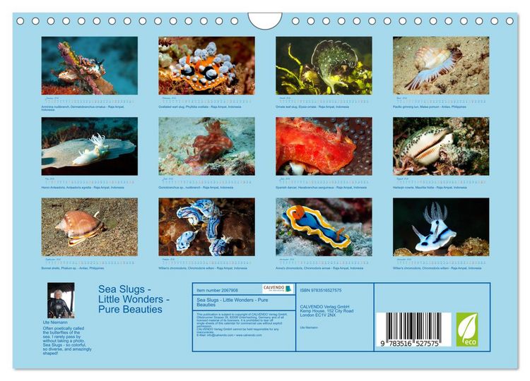 Produktbild: Sea Slugs - Little Wonders - Pure Beauties (Wall Calendar 2026 DIN A4 landscape), CALVENDO 12 Month Wall Calendar