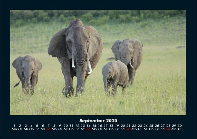 Produktbild: Elefanten - Die sanften Riesen Afrikas 2025 Fotokalender DIN A4