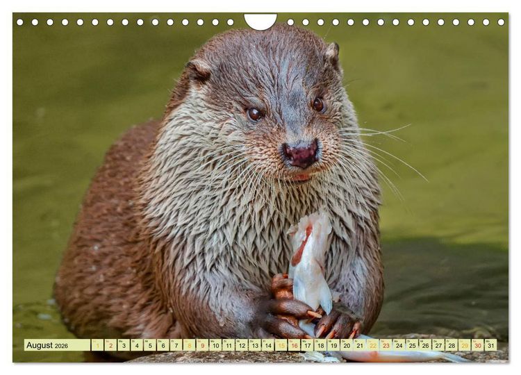Produktbild: Fischotter - putzige Kerlchen und elegante Schwimmer (Wandkalender 2026 DIN A4 quer), CALVENDO Monatskalender