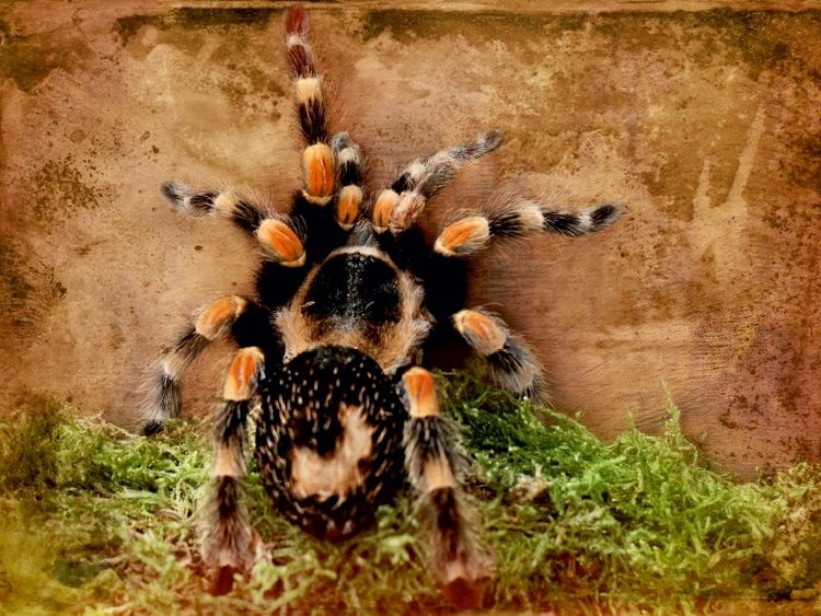 Produktbild: CALVENDO Puzzle Vogelspinne | 1000 Teile Lege-Gr&ouml;&szlig;e 64x48cm Foto-Puzzle f&uuml;r gl&uuml;ckliche Stunden