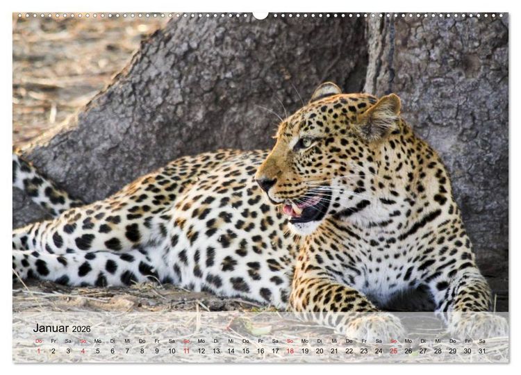 Produktbild: Leoparden. Elegante J&auml;ger (hochwertiger Premium Wandkalender 2026 DIN A2 quer), Kunstdruck in Hochglanz