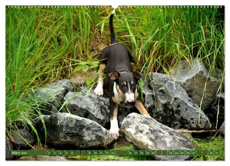 Produktbild: Bullterrier, Powerpakete auf 4 Pfoten (hochwertiger Premium Wandkalender 2026 DIN A2 quer), Kunstdruck in Hochglanz