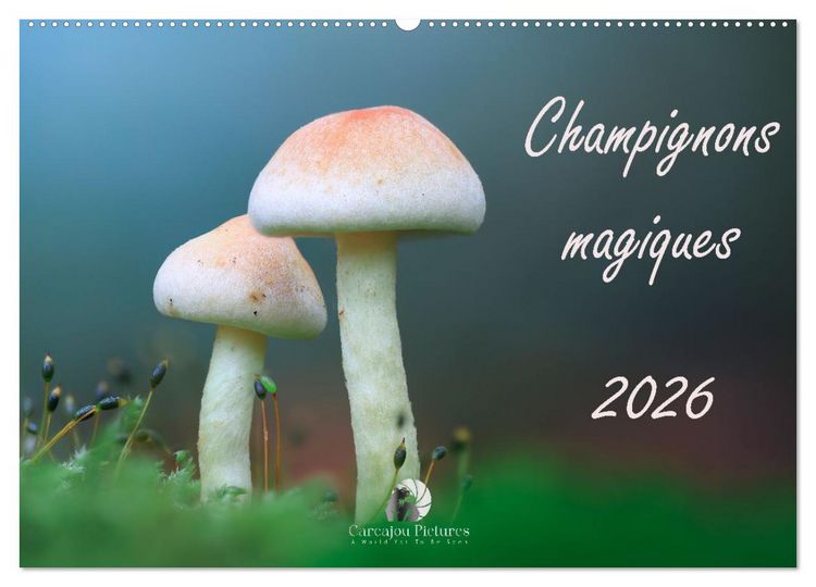 Produktbild: Champignons magiques (Calendrier mural 2026 DIN A2 vertical), CALVENDO calendrier mensuel