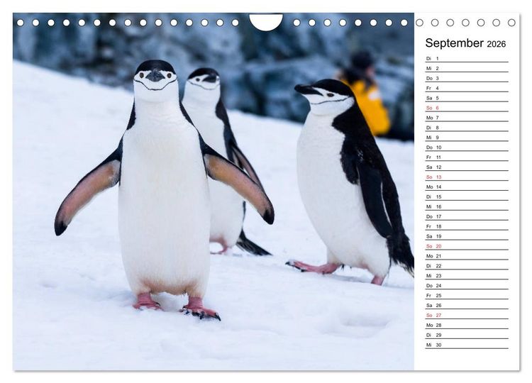 Produktbild: Pinguinliebe (Wandkalender 2026 DIN A4 quer), CALVENDO Monatskalender