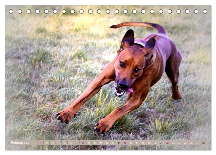 Produktbild: Rhodesian Ridgeback Augen-Blicke (Tischkalender 2026 DIN A5 quer), CALVENDO Monatskalender