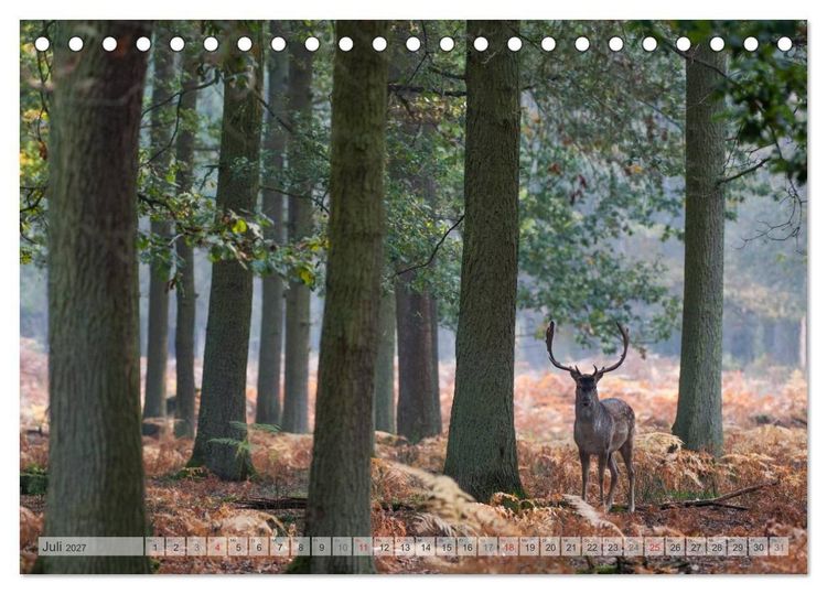 Produktbild: Emotionale Momente: Das Damwild. (Tischkalender 2027 DIN A5 quer), CALVENDO Monatskalender
