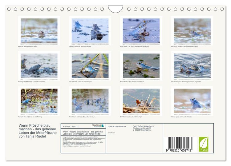 Produktbild: Wenn Fr&ouml;sche blau machen - das geheime Leben der Moorfr&ouml;sche von Tanja Riedel (Wandkalender 2026 DIN A4 quer), CALVENDO Monatskalender