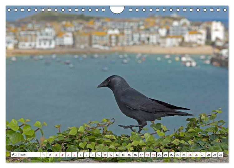 Produktbild: Faszinierende Ansichten von Cornwall (Wandkalender 2026 DIN A4 quer), CALVENDO Monatskalender