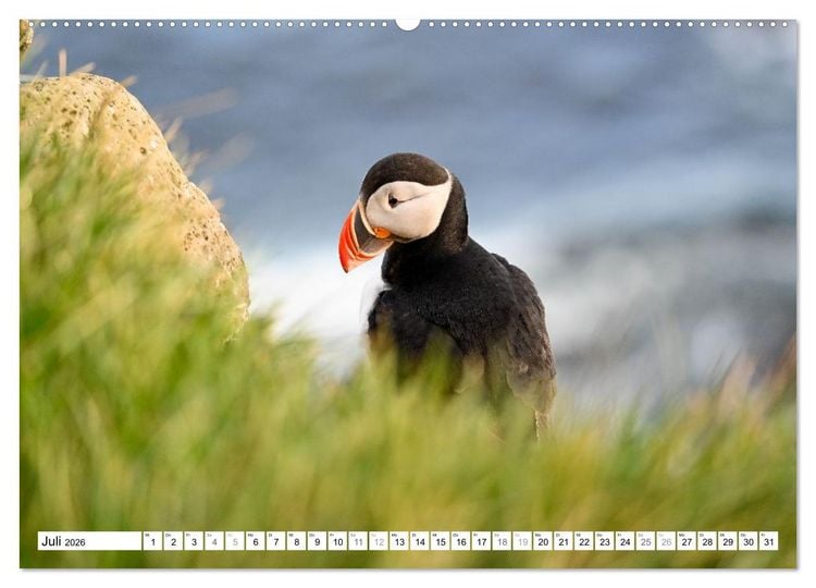 Produktbild: Islands Papageientaucher (hochwertiger Premium Wandkalender 2026 DIN A2 quer), Kunstdruck in Hochglanz
