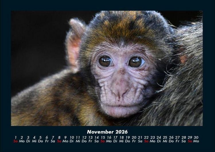 Produktbild: Tiere in der Wildnis 2026 Fotokalender DIN A4