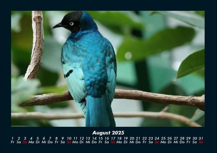 Produktbild: Welt der V&ouml;gel 2025 Fotokalender DIN A4
