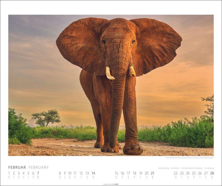 Produktbild: Elefanten Kalender 2027